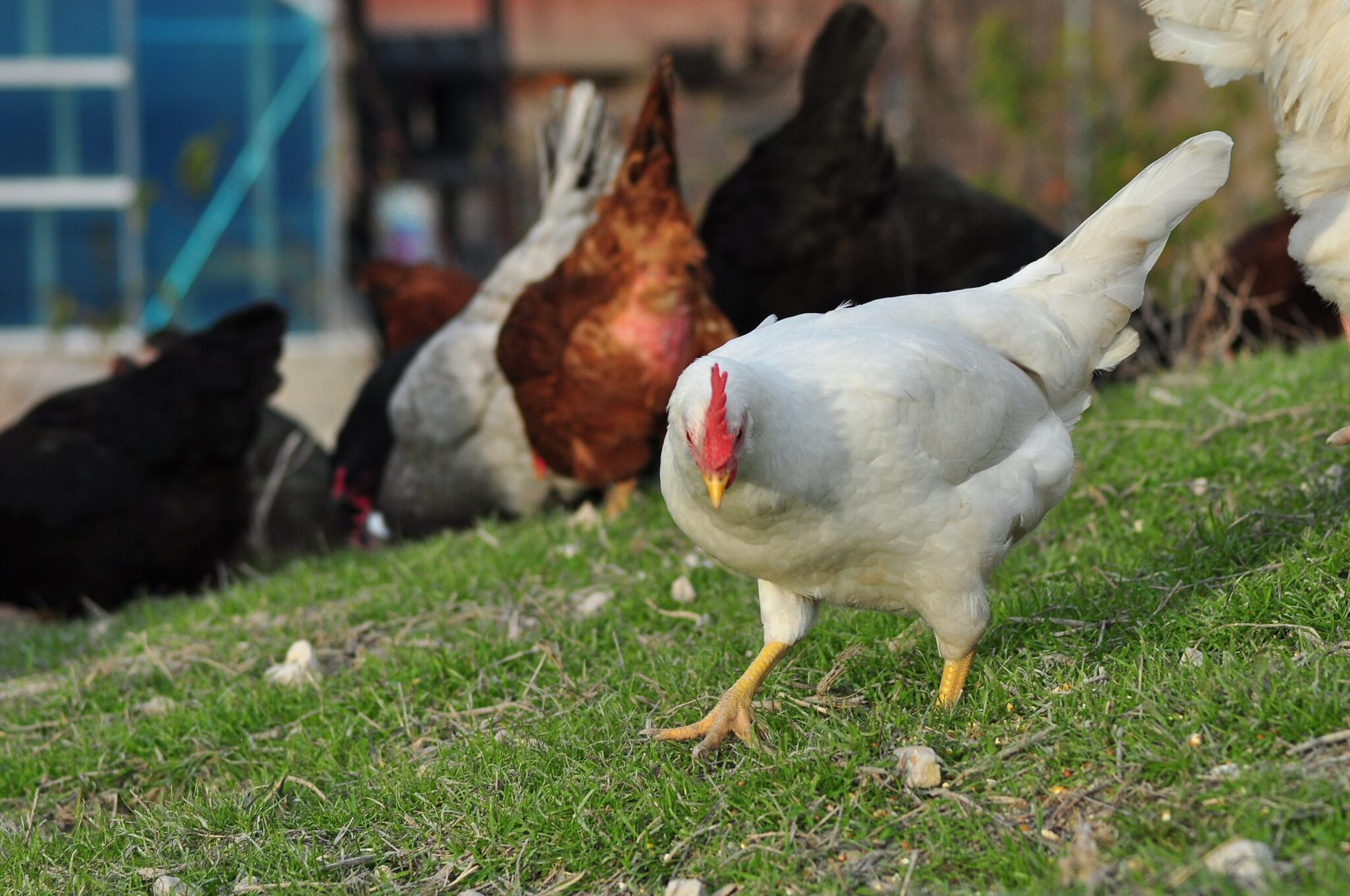 Oldest Pullets Chicken Hens 10