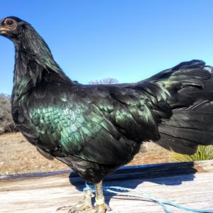 Sumatran bantams for sale