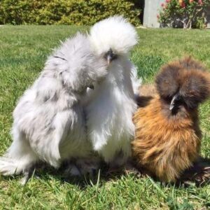 Chinese Silkie chickens for sale