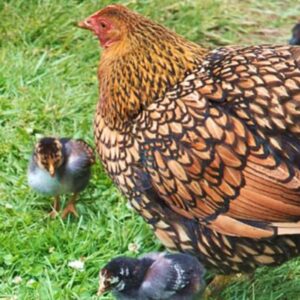 Wyandotte chickens for sale