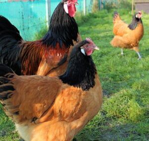 Vowerks Chicken for sale