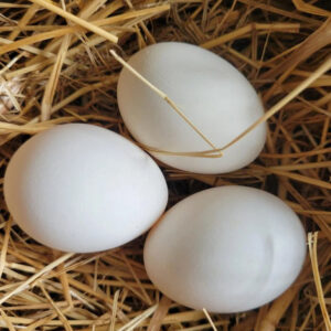 Appenzeller Silver Spitzhauben Fertile Hatching Eggs