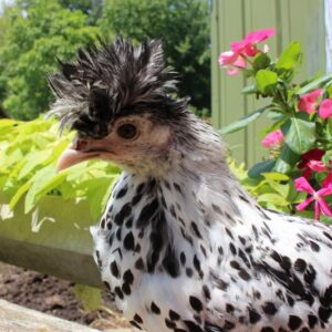 Appenzeller Silver Spitzhauben Started Young Pullet Hen
