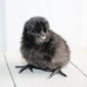Ayam Cemani Chicks / The Black Chicken