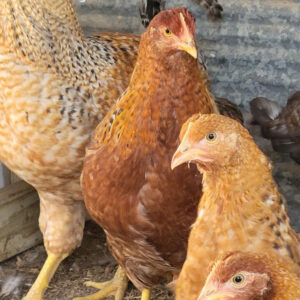 Bielefelder Started Young Pullets