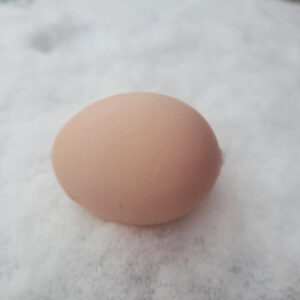 Black Orpington Fertile Hatching Eggs