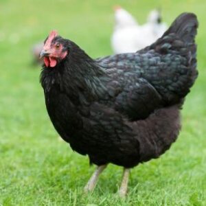 Black Australorp for sale