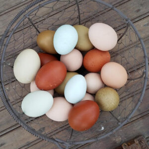 Blue Laced Red Wyandotte Fertile Hatching Eggs