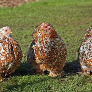 Pekins for sale