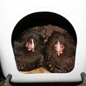 Chocolate Orpington Bantam Started Young Pullet Hens