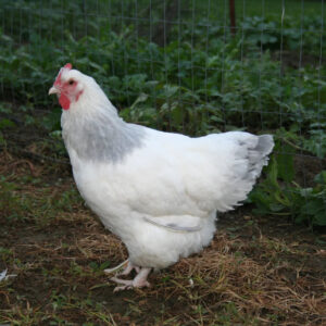 Coronation Sussex Started Young Pullet Hens 7 to 8 Weeks Old Ready Now