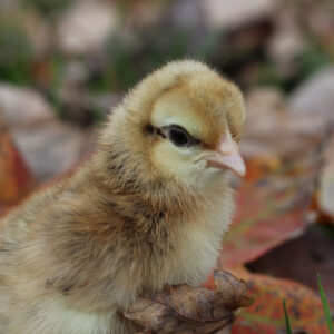 Crested Cream Legbar Chicks
