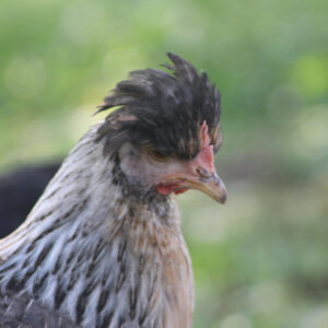 Crested Cream Legbar Started Young Pullet Hens