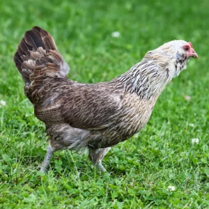 Easter eggers chicken for sale