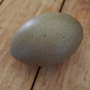F2 Olive Egger Fertile Hatching Eggs