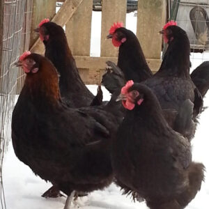 French Black Copper Marans Started Young Pullet Hens