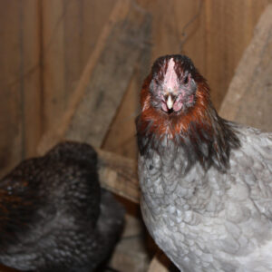 French Blue Copper Marans Started Young Pullets Hens