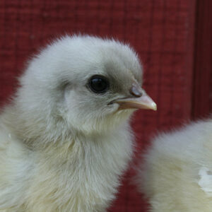 French Splash Marans Chicks