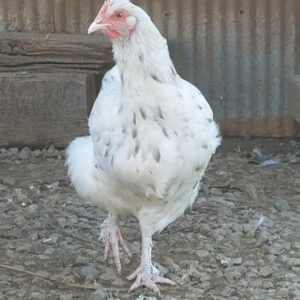 French Splash Marans Started Young Pullet Hens
