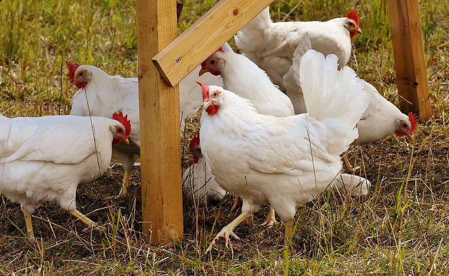 Older Pullet Hens 7 to 8 Weeks Old