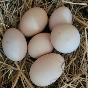 Heritage Rhode Island Red Fertile Hatching Eggs