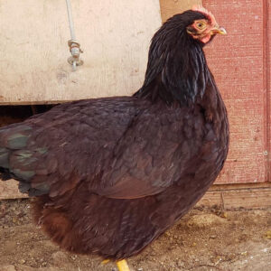Heritage Rhode Island Red Started Young Pullet Hens