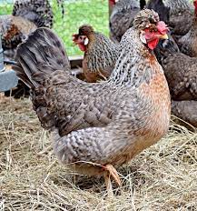 Cream Legbars for sale