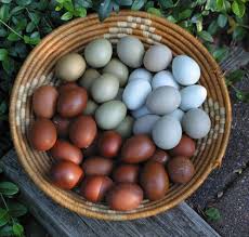Fertile Hatching Eggs
