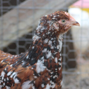 Jubilee Orpington Started Young Pullet Hens