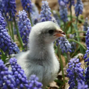 Lavender Orpington Chicks