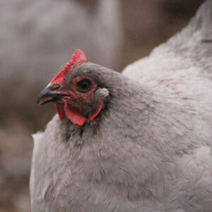 Lavender Orpington Started Young Pullet Hens