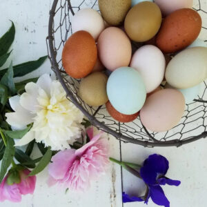 Light Sussex Fertile Hatching Eggs