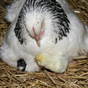 Light Sussex Started Young Pullet Hens