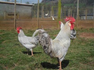 lavender leghorns for sale