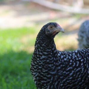 Malines Started Young Pullet Hen