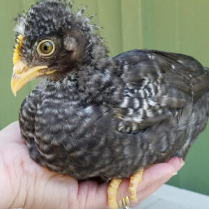 Mint Cream Bar / Green Egg Layer Started Young Pullet Hens
