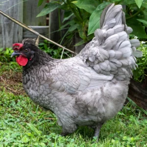 Olive eggers chicken for sale