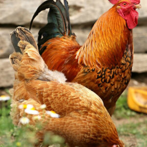 rhode island red chickens for sale
