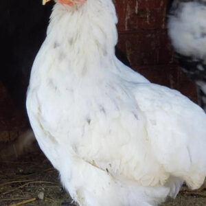 Rumpless Tufted Araucana Started Young Pullet Hens