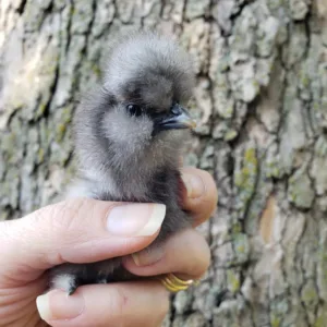 Silkie Chicks Bearded Crested