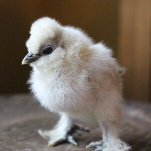 Silkie White Bearded Crested Chicks