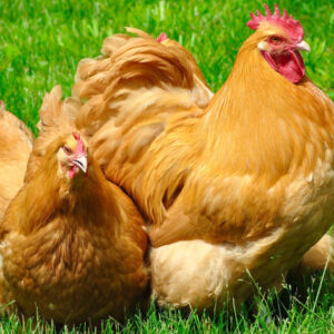 Buff Orpington chickens for sale