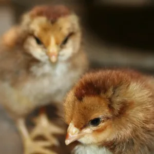 Welsummer Chicks