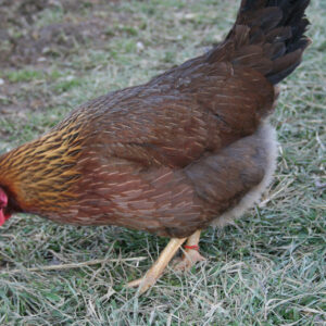Welsummer Started Young Pullet Hens 7 to 8 Weeks Old Ready to Ship Now