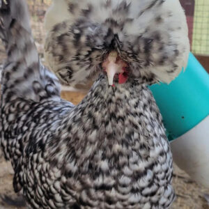 White Crested Cuckoo Polish Started Young Pullet Hens