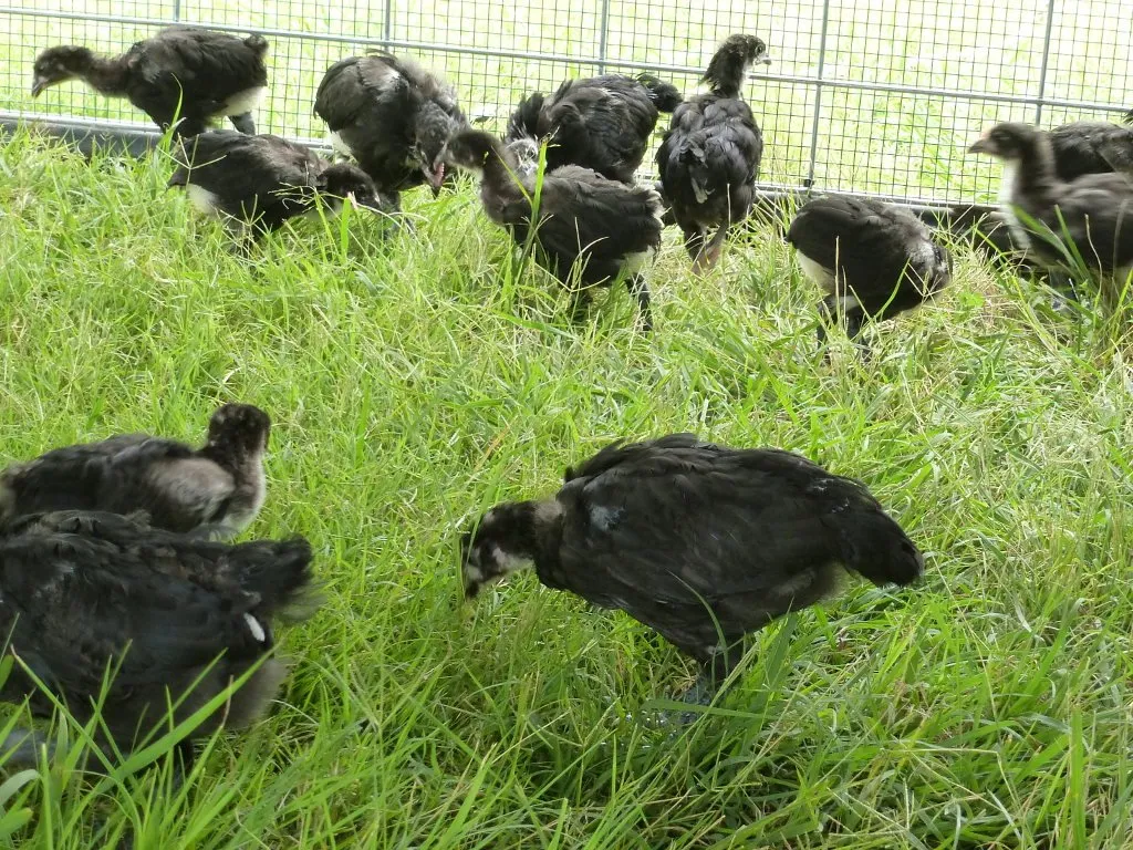 Started Young Pullet Hens